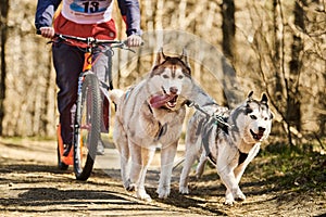 Running Siberian Husky sled dogs in harness pulling scooter on autumn forest dry land scootering