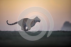 Running siberian tiger in sunrise. Tiger profil in agressive run with orange sky in background. Panthera tigris altaica.