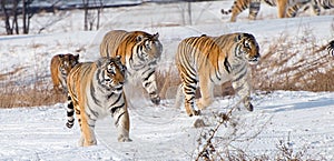 Running Siberian Tigers