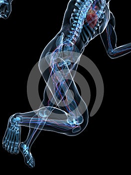 Running skeleton - vascular photo