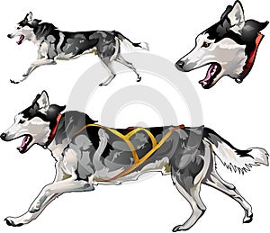 Running sled dog of Siberian Husky breed