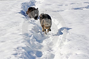 Running in the snow gives pleasure