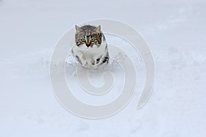 Running in the snow gives pleasure