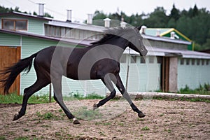 Running speedily black colt against stable.  sportive russian breed. cloudy evening