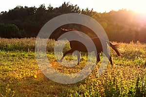 Running speedily black colt in evening field.  sportive russian breed