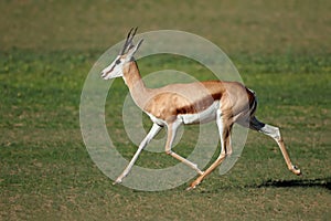 Running springbok antelope photo