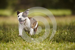 Running Staffordshire bull terrier dog in park