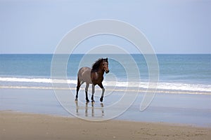 Running Stallion on the Beach