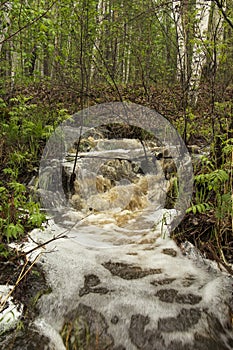 Running stream in the forest