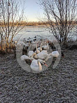 Running swans Drumpellier park Scotland lochs on a winter day