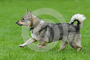 Running Swedish Vallhund - agility training