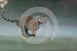 Running tiger on morning green field. Side view to dangerous animal. Tiger profil in agressive run. Siberian tiger