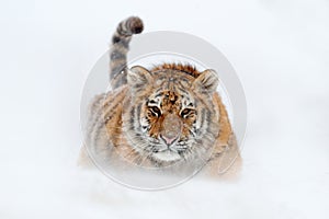 Running tiger with snowy face. Tiger in wild winter nature. Amur tiger running in the snow. Action wildlife scene, danger animal.