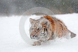 Running tiger with snowy face. Tiger in wild winter nature. Amur tiger running in the snow. Action wildlife scene, danger animal.