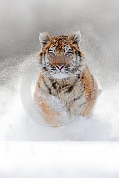 Running tiger with snowy face. Tiger in wild winter nature. Amur tiger running in the snow. Action wildlife scene, danger animal.