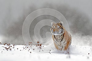 Running tiger with snowy face. Tiger in wild winter nature. Amur tiger running in the snow. Action wildlife scene, danger animal.