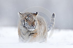 Running tiger with snowy face. Tiger in wild winter nature. Amur tiger running in the snow. Action wildlife scene, danger animal.