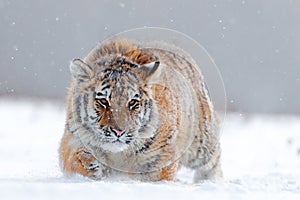 Running tiger with snowy face. Tiger in wild winter nature. Amur tiger running in the snow. Action wildlife scene, danger animal.