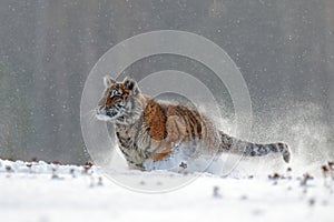 Running tiger with snowy face. Tiger in wild winter nature. Amur tiger running in the snow. Action wildlife scene, danger animal.