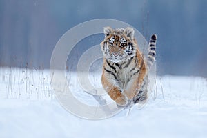 Running tiger with snowy face. Tiger in wild winter nature. Amur tiger running in the snow. Action wildlife scene, danger animal.