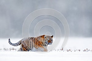 Running tiger with snowy face. Tiger in wild winter nature. Amur tiger running in the snow. Action wildlife scene, danger animal.