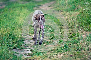 Running tired dog