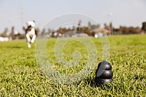 Running to Dog Toy on Park Grass