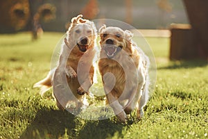 Running together. Two beautiful Golden Retriever dogs have a walk outdoors in the park together