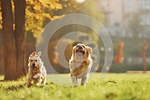 Running together. Two beautiful Golden Retriever dogs have a walk outdoors in the park together