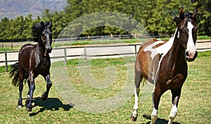 Running together. two horses trotting in a field on a ranch.