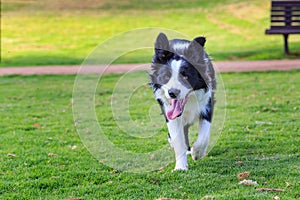 Running toward funny collie dog