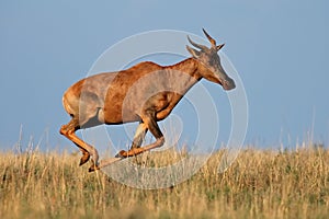 Running Tsessebe antelope