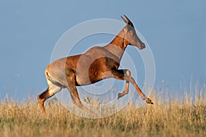 Running Tsessebe antelope