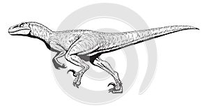 Running Velociraptor drawing line art, Raptor dinosaurs coloring page, Isolated on white background, Vector illustration.
