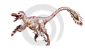 Running Velociraptor mongoliensis isolated on white background. Theropod dinosaur with feathers from Cretaceous period scientific photo