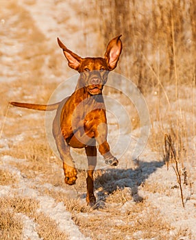 Running Vizsla