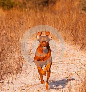 Running Vizsla