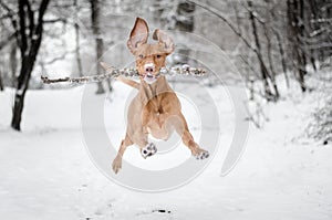 Running Vizsla