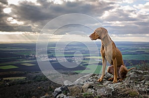 Running Vizsla