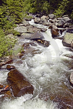 Running water beneath Pines as creek runs through Payette national Forest near McCall Idaho