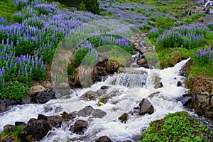 The running waterfall with lupine flowers near Seydisfjordur, Iceland in the summer