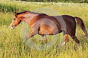 Running welsh pony in the field at freedom