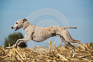 Running whippet dog in a stubblefield