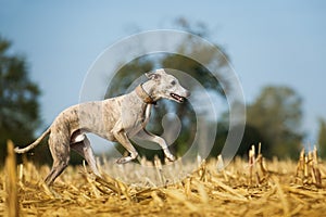 Running whippet dog in a stubblefield