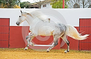 Running white Andalusian stallion in bull arena photo