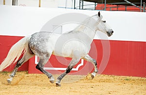 Running white Andalusian stallion in bull arena photo