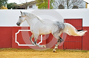 Running white Andalusian stallion in bull arena. Spain photo