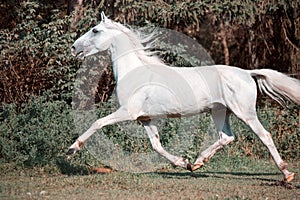 Running white beautiful Orlov trotter stallion in freedom