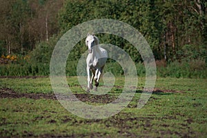 Running white beautiful Orlov trotter stallion at freedom. spring season