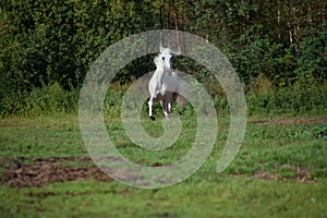 Running white beautiful Orlov trotter stallion at freedom. spring season